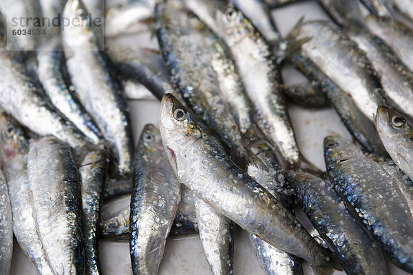 Frische Sardinen für Verkauf  Essaouira  Marokko  Nordafrika  Afrika