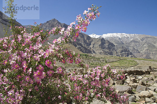 Berg Blüte ungestüm Himachal Pradesh Asien Indien Rose Strauch