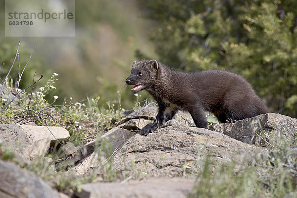 Kind Fischer (Martes Pennanti) in Gefangenschaft  Tiere von Montana  Bozeman  Montana  Vereinigte Staaten von Amerika  Nordamerika