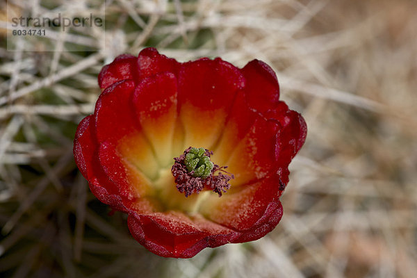 Claretcup Kaktus (Echinocereus Triglochidiatus) Blüte  Canyonlands Nationalpark  Island In The Sky District  Utah  Vereinigte Staaten von Amerika  Nordamerika