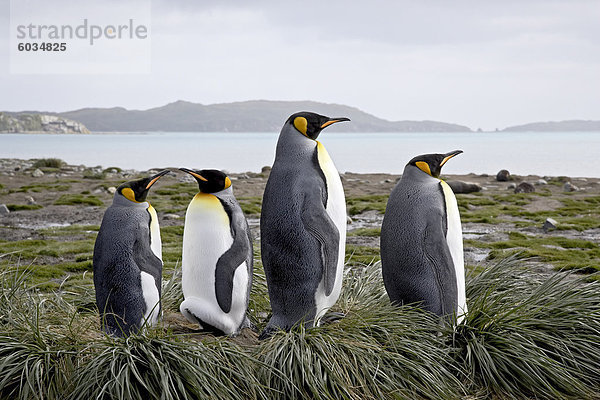 Vier king Penguins (Aptenodytes Patagonica) auf Tussock-Gras Nester  Salisbury Plain  Südgeorgien  Polarregionen