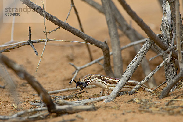 Westliche Dreistreifen-Skink (Mabuya Occidentalis) mit Käfer  Kgalagadi Transfrontier Park  umfasst das ehemalige Kalahari Gemsbok National Park  Südafrika  Afrika