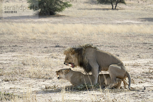 Löwe (Panthera Leo) Paaren  Kgalagadi Transfrontier Park  umfasst das ehemalige Kalahari Gemsbok National Park  Südafrika  Afrika