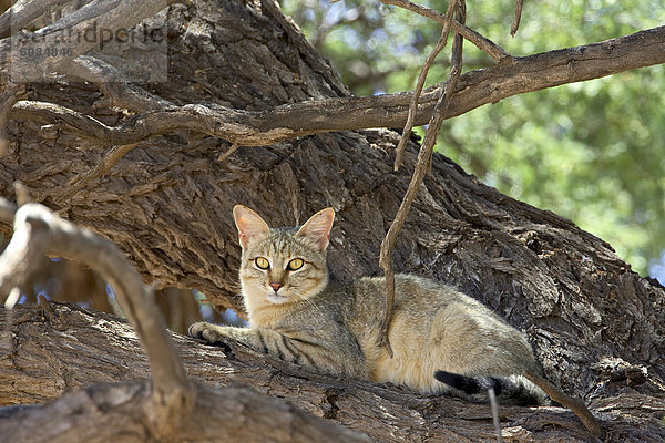 Afrikanische Wildkatze (Felis Silvestris Lybica)  Kgalagadi Transfrontier Park  umfasst das ehemalige Kalahari Gemsbok National Park  Südafrika  Afrika