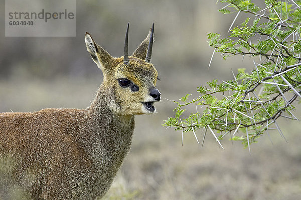 Männliche Klippspringer (Oreotragus Oreotragus) Essen  Karoo-Nationalpark  Südafrika  Afrika