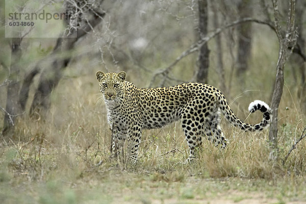 Leopard (Panthera Pardus)  Greater Limpopo Transfrontier Park  umfasst das ehemalige Kruger National Park  Südafrika  Afrika