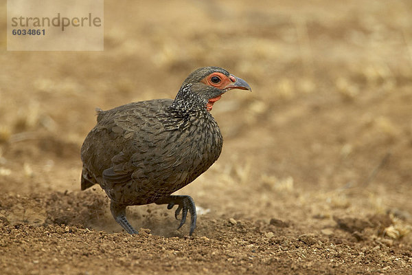 Swainson Frankoline oder Spurfowl (Pternistes Swainsonii)  Greater Limpopo Transfrontier Park  umfasst das ehemalige Kruger National Park  Südafrika  Afrika