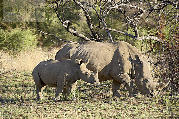 Breitmaulnashorn (Ceratotherium Simum) Mutter und Kalb  Pilanesberg National Park  Südafrika  Afrika