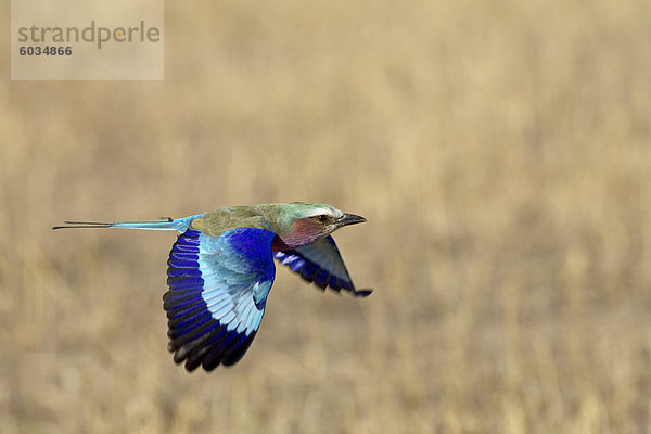 Lila Brüsten Walze (Coracias Caudata) im Flug  Masai Mara National Reserve  Kenia  Ostafrika  Afrika