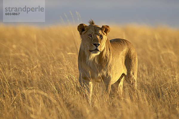 Jungen männlichen Löwen (Panthera Leo)  früh am Morgen  Masai Mara National Reserve  Kenia  Ostafrika  Afrika
