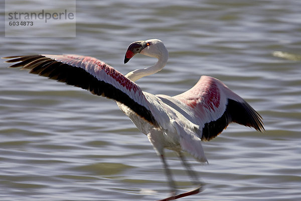 Geringerem Flamingo (Phoeniconaias kleinere) Landung  Lake Nakuru Nationalpark  Kenia  Ostafrika  Afrika