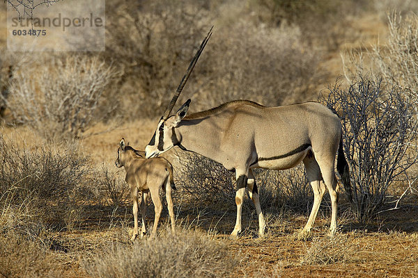 Biesa Oryx oder Ostafrikanische Oryx (Oryx Beisa) ® Mutter und Kalb  Samburu National Reserve  Kenia  Ostafrika  Afrika