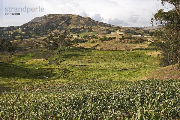 Blick über Mais Felder der Canari Menschen zum Tempel der Sonne an den wichtigsten Inka-Site in Ecuador  Höhe 3230m  Ingapirca  Canar Provinz  Southern Highlands  Ecuador  Südamerika