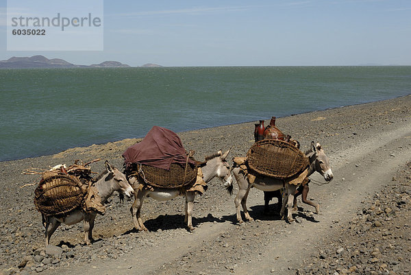 Esel  Lake Turkana  Kenia  Ostafrika  Afrika