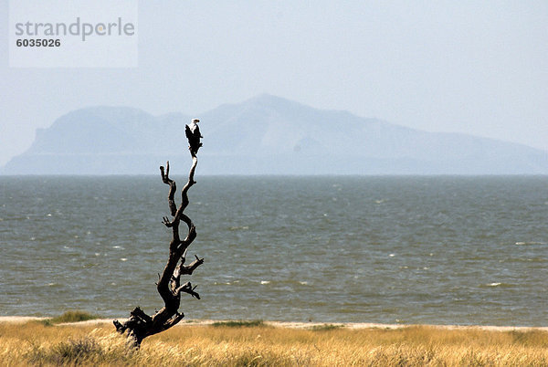 Fisch Adler  Lake Turkana  Kenia  Ostafrika  Afrika