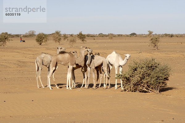 Jungen Kamelen in Wüste  Sudan  Afrika