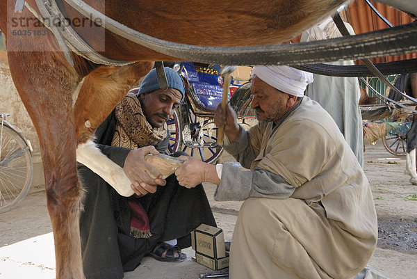 Pferd beschlagen  Luxor  Ägypten  Nordafrika  Afrika