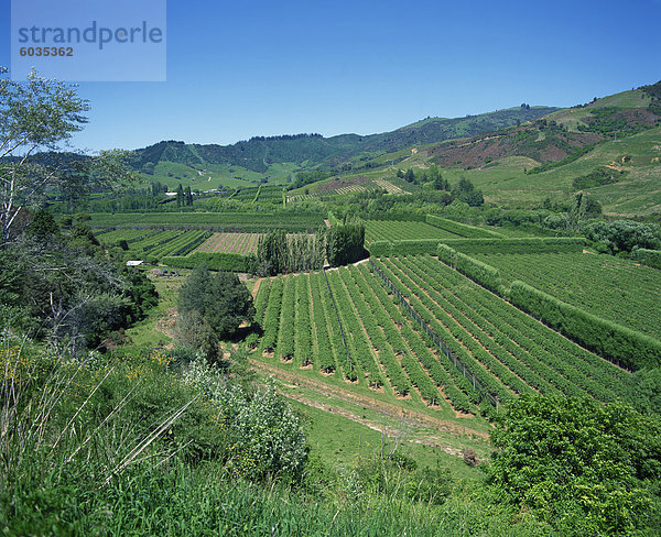 Frucht Landschaft Hügel Wachstum Feld Pazifischer Ozean Pazifik Stiller Ozean Großer Ozean groß großes großer große großen neuseeländische Südinsel Richtung 60 Ortsteil Golden Bay Nelson Neuseeland