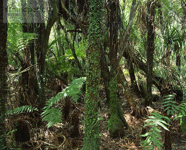 Dichte Wälder  Paparoa-Nationalpark  Westland  Neuseeland  Pazifik