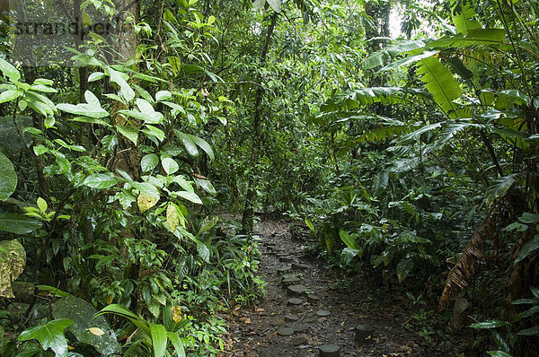 Bewuchs in den Regenwald  Nationalpark Tortuguero  Costa Rica  Mittelamerika