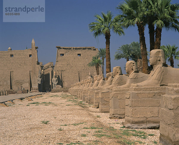 Die Avenue Sphinxe  führt zu die Kolosse von Ramses II  Bewachung  Luxor-Tempel  Luxor  Theben  UNESCO Weltkulturerbe  Ägypten  Nordafrika  Afrika