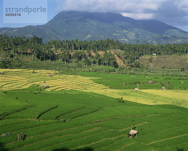 Landschaft mit Reisterrassen  Palmen und Berge auf Bali  Indonesien  Südostasien  Asien