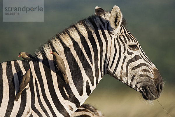 Steppenzebras (Equus Burchelli)  mit Redbilled Oxpeckers (Buphagus Erythrorhynchus)  Hluhluwe-Umfolozi-Park  KwaZulu Natal  Südafrika  Afrika