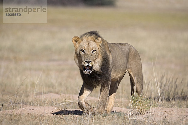 Löwe (Panthera Leo)  Kgalagadi-Transfrontier-Nationalpark  Northern Cape  Südafrika  Afrika