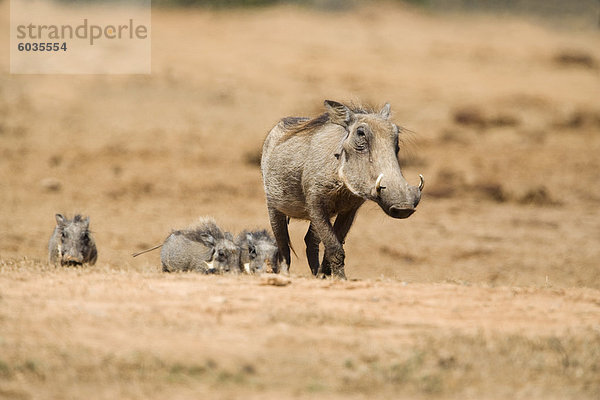 Warzenschwein (Phacochoerus Aethiopicus)  Addo National Park  Südafrika  Afrika