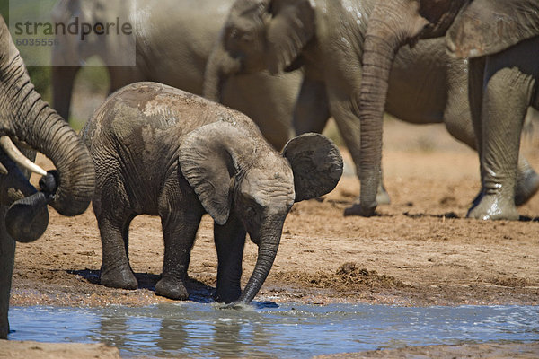 Afrikanischer Elefant (Loxodonta Africana) Kalb durch Wasser  Addo Elephant National Park  Südafrika  Afrika