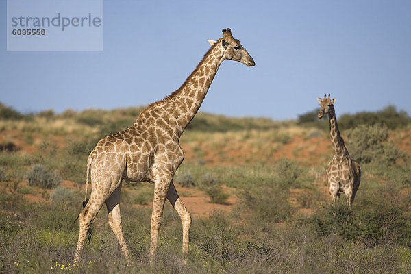 Giraffe (Giraffa Camelopardalis)  Kgalagadi-Transfrontier-Nationalpark  Northern Cape  Südafrika  Afrika