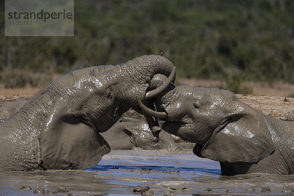 Afrikanischer Elefant Loxodonta Africana) in Wasser  Addo Elephant National Park  Südafrika  Afrika