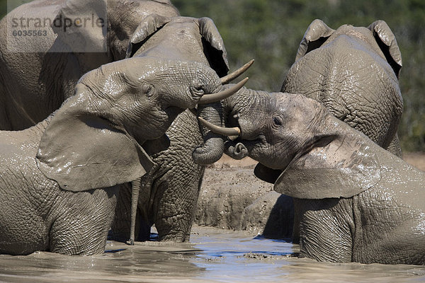 Afrikanischer Elefant Loxodonta Africana) in Wasser  Addo Elephant National Park  Südafrika  Afrika