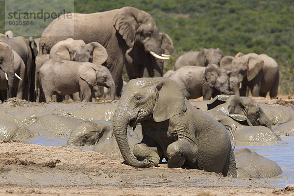 Mudbathing Afrikanischer Elefant Loxodonta Africana)  Addo Elephant National Park  Südafrika  Afrika