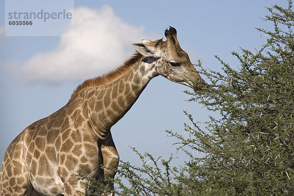 Giraffe (Giraffa Camelopardalis)  Kgalagadi-Transfrontier-Nationalpark  Northern Cape  Südafrika  Afrika