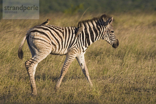 Burchell Zebra Fohlen (Equus Burchelli)  mit Redbilled Oxpeckers (Buphagus Erythrorhynchus)  Hluhluwe-Umfolozi-Park  KwaZulu Natal  Südafrika  Afrika