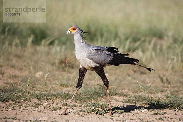 Bird Sekretär (Sagittarius Serpentarius)  Kgalagadi-Transfrontier-Nationalpark  Northern Cape  Südafrika  Afrika