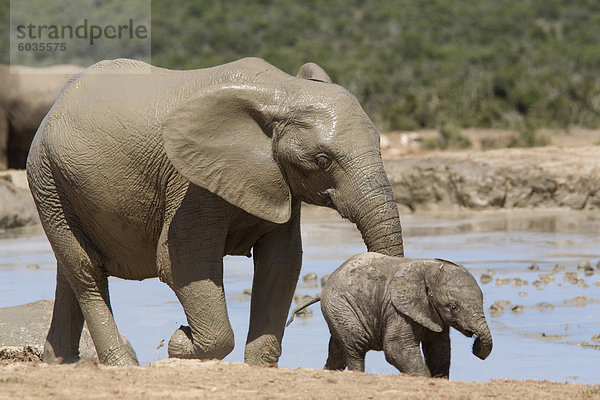 Afrikanischer Elefant Loxodonta Africana) mit Kalb  Addo Elephant National Park  Südafrika  Afrika