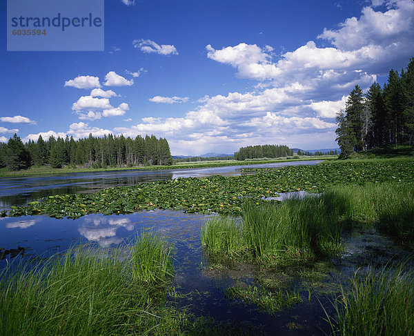 Seerosen am Schwanensee  Grand-Teton-Nationalpark  Rocky Mountains  Wyoming  Vereinigte Staaten von Amerika  Nordamerika