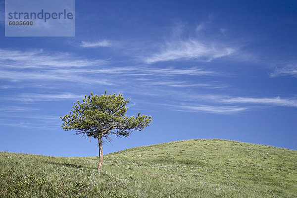 Einsamer Gelb-Kiefer (Pinus Ponderosa) auf einem sanften Hügel  Custer State Park  South Dakota  Vereinigte Staaten von Amerika  Nordamerika