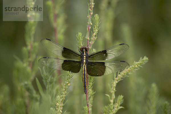 Witwe Libelle oder Witwe Kleinlibellen (Libellula Luctuosa) thront  Boyd Lake State Park  Colorado  Vereinigte Staaten von Amerika  Nordamerika