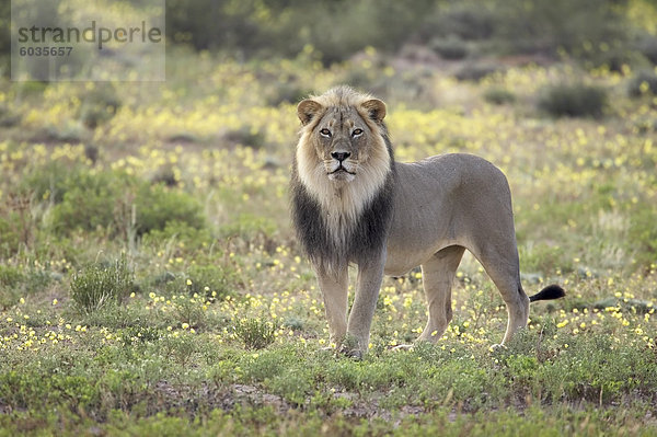 Löwe (Panthera Leo) ansehen unter gelbe Wildblumen  Kgalagadi Transfrontier Park  umfasst das ehemalige Kalahari Gemsbok Nationalpark  Nordkap  Südafrika  Afrika