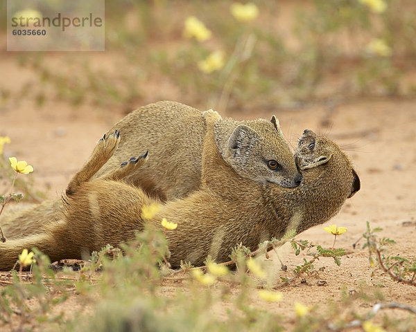 Zwei gelbe Mungo (Cynictis Penicillata) kämpfen  Kgalagadi Transfrontier Park  umfasst das ehemalige Kalahari Gemsbok Nationalpark  Nordkap  Südafrika  Afrika