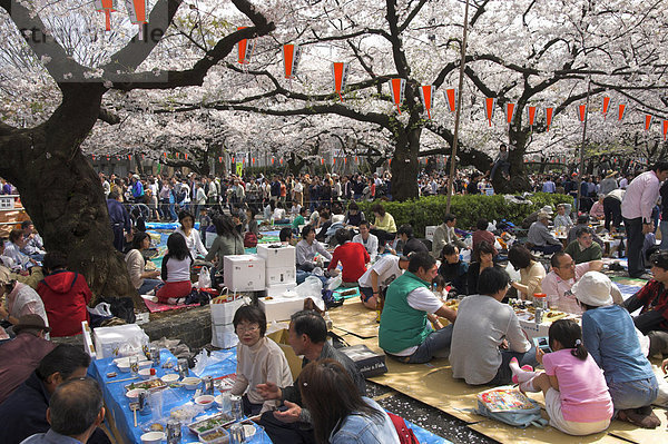 Gruppen von Menschen mit Picknick unter Bäumen  Cherry Blossom Festival  Sakura  Ueno Koen  Tokio  Honshu  Japan  Asien