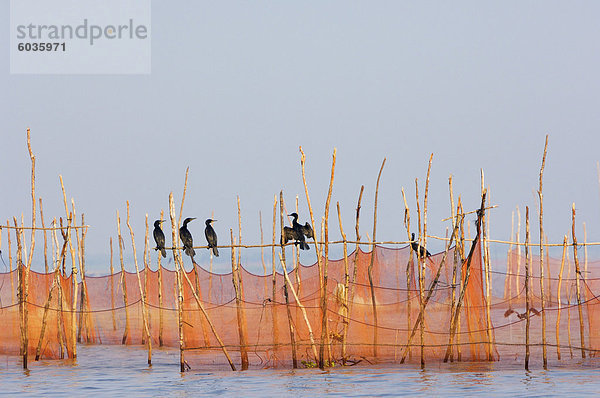 Kormorane und Fischernetze  Tonle Sap See  Siem Reap  Kambodscha  Indochina  Südostasien  Asien