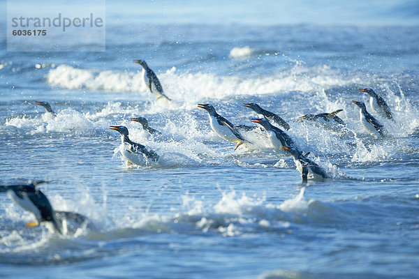 Kaiserpinguin Aptenodytes forsteri Wasser Eselspinguin Pygoscelis papua Falklandinseln Südamerika