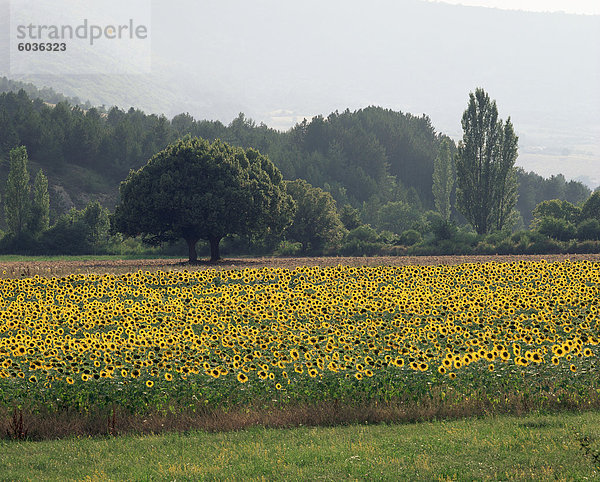 Feld von Sonnenblumen in der Nähe von Ferrassieres  Drome  Rhone Alpes  Frankreich  Europa