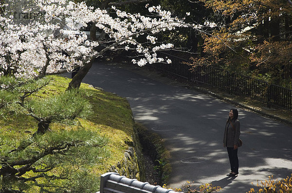 Ein Blick auf Kirschblüte Chionin-Tempel  Kyoto  der Insel Honshu  Japan  Asia Mädchen