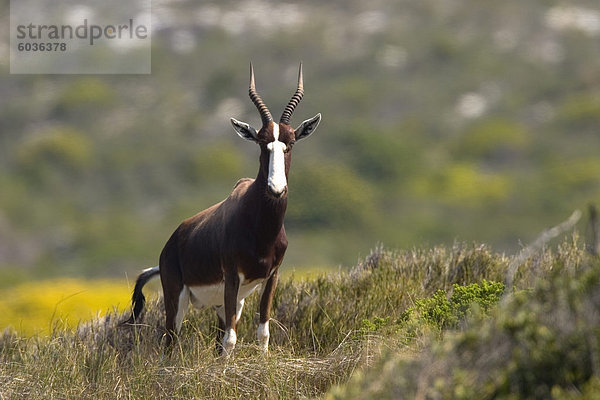 Blesbock  Bontebok  Damaliscus Dorcas  Kap der guten Hoffnung  Südafrika  Afrika