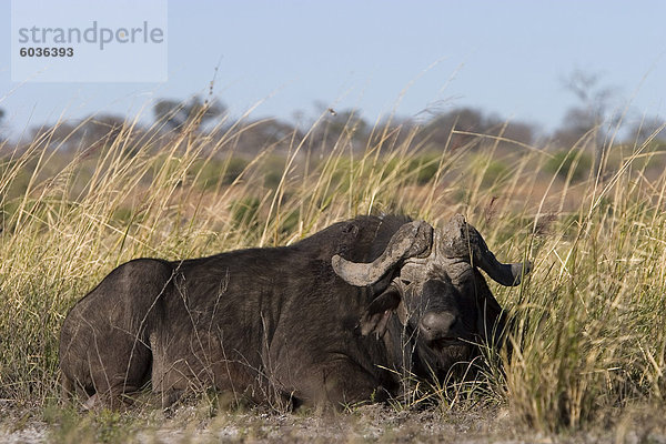 Afrikanischer Büffel  Syncerus Caffer  Chobe Nationalpark  Botswana  Afrika